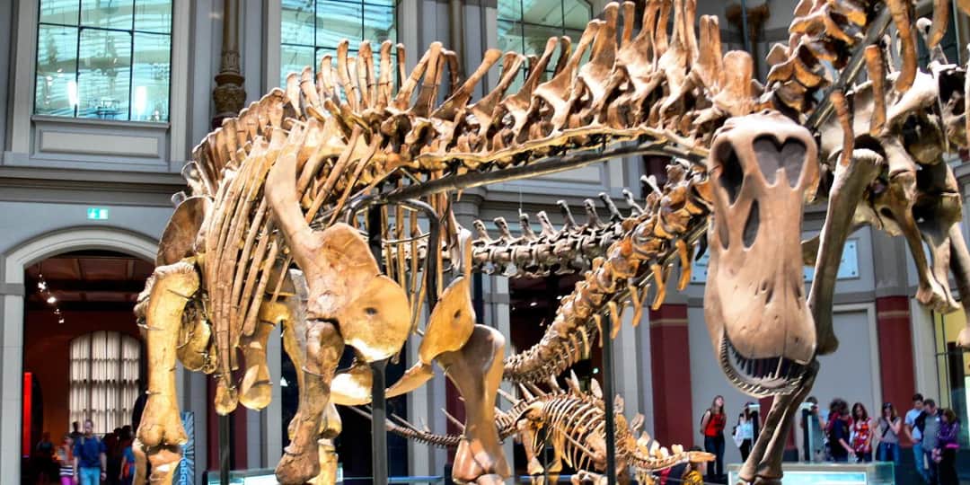 Muzeum sztuki naturalnej w Berlinie - co warto zobaczyć i zwiedzić